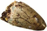 Serrated, Fossil Phytosaur (Redondasaurus) Tooth - New Mexico #219487-1